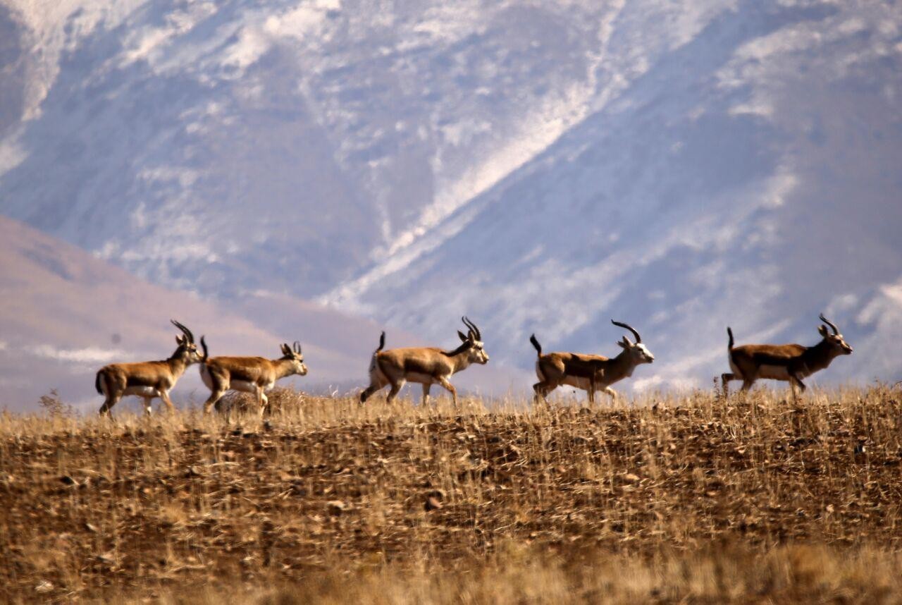 اجرای طرح «نذر طبیعت» در زنجان برای نجات آهوها