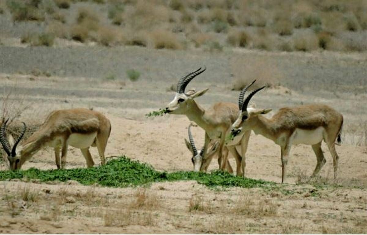 خشکسالی بیخ گوش حیات‌وحش اصفهان