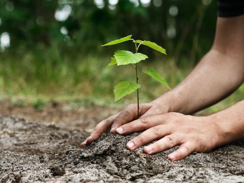 احادیثی در باب اهمیت درختکاری و توصیه به کاشت آن