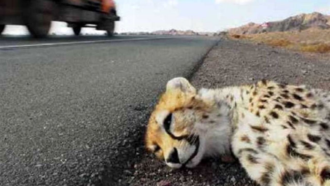 درخواست ایمن سازی جاده عباس آباد توران و حفاظت از یوزپلنگ