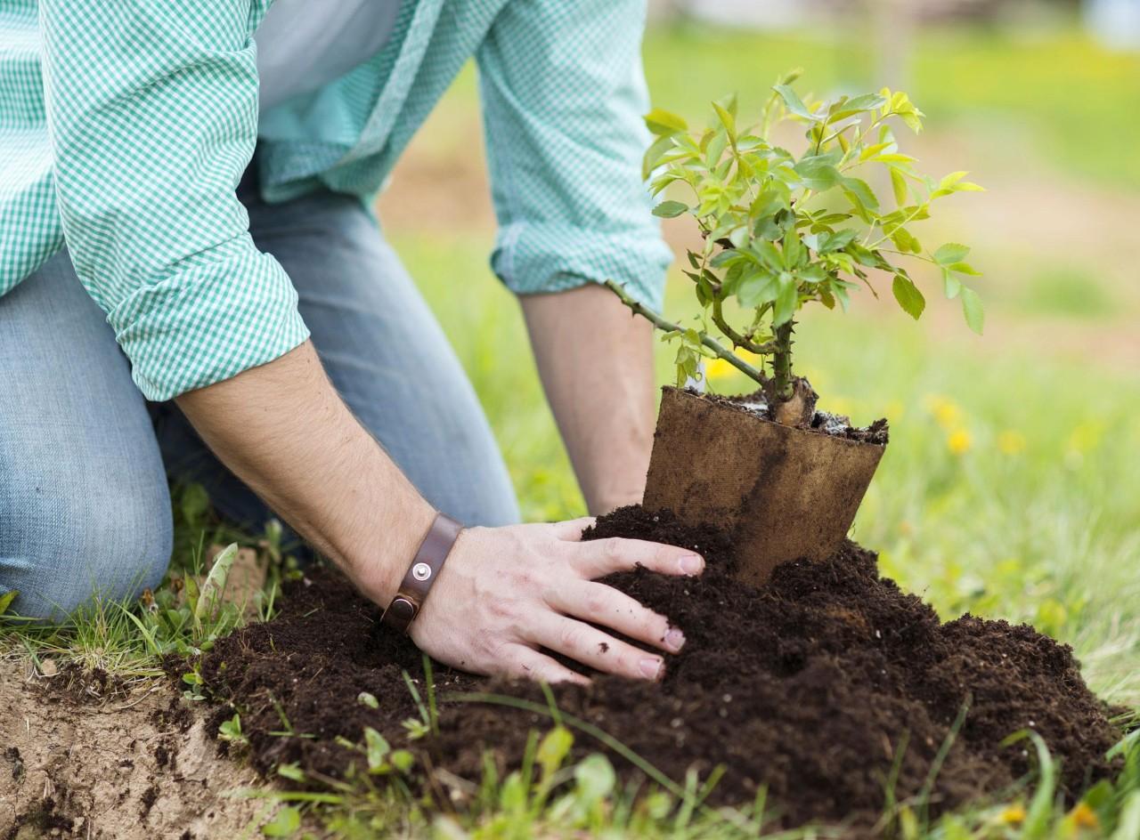 هدیه درخت چیست؟ راهنمای کامل کاشت نهال به نام عزیزان