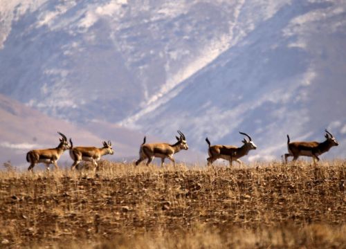 اجرای طرح «نذر طبیعت» در زنجان برای نجات آهوها