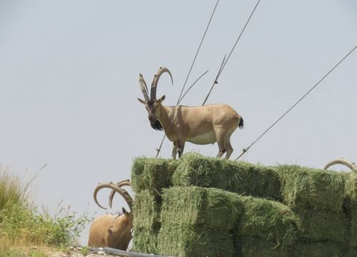 احیای نذر طبیعت برای یاری محیط زیست اندیمشک انجام می‌شود.