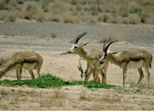 خشکسالی بیخ گوش حیات‌وحش اصفهان