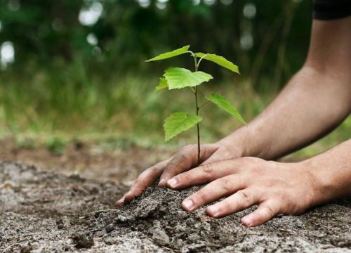 احادیثی در باب اهمیت درختکاری و توصیه به کاشت آن