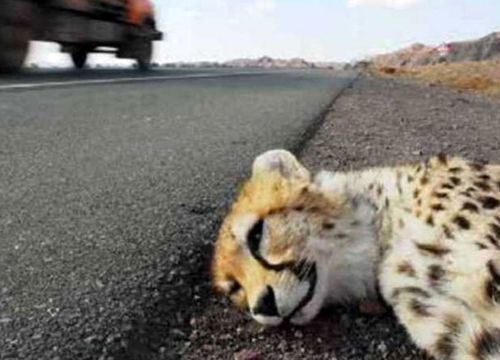 درخواست ایمن سازی جاده عباس آباد توران و حفاظت از یوزپلنگ