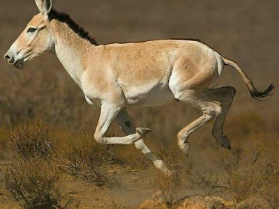 آبشخور منطقه بهرام گور