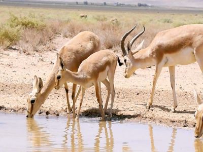 آب انبار حیات وحش بجستان