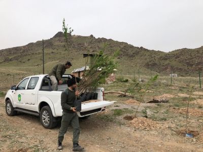 درختکاری در محیط بانی سمندری