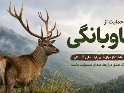 گاوبانگی ۱۴۰۵
