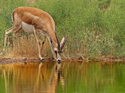 آبرسانی به آهوان منطقه شاسکوه قاین