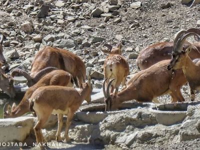 آبشخور  کوه آسیاب کوهبنان