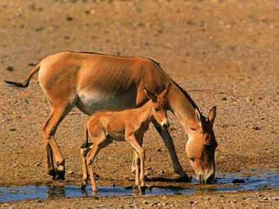 آبشخور قره تپه خاتم