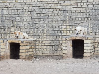 نقل مکان پناهگاه جیران